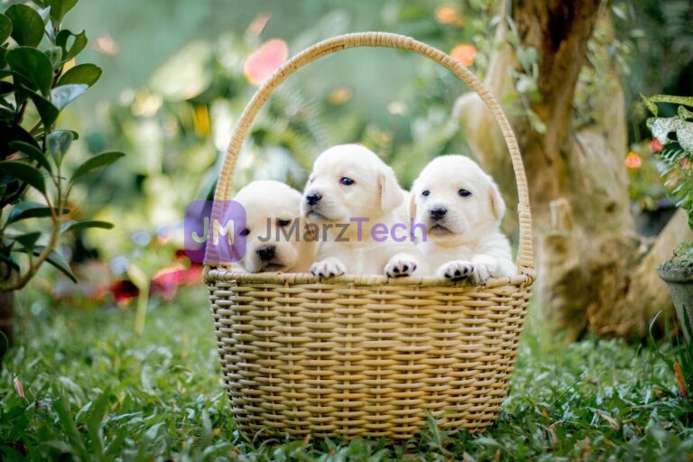 2 puppies in a basket