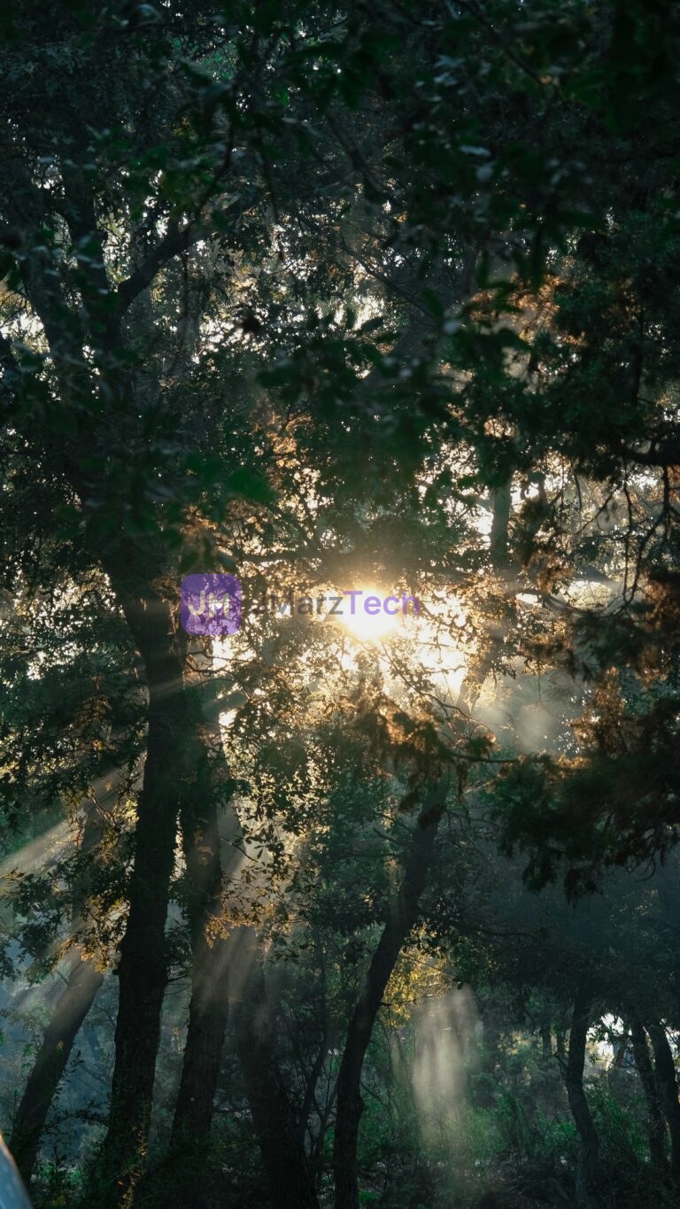 Sun beaming through forest canopy