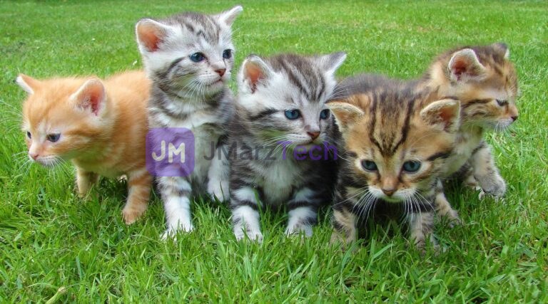 5 kittens huddle together