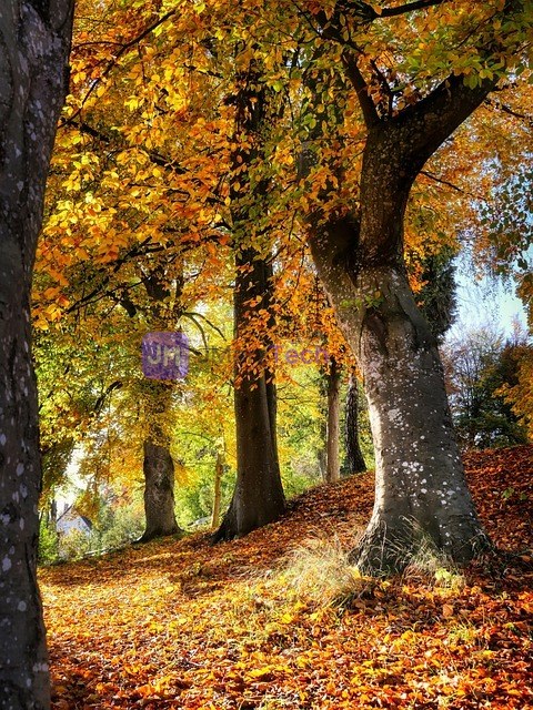 A large tree with autumn leaves in a forest