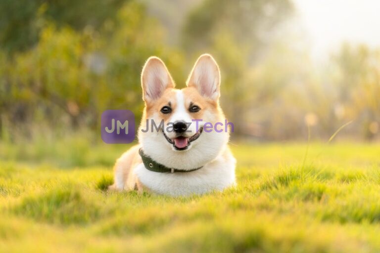 Welsh Corgi in a field