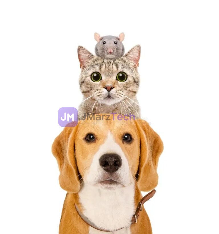 Kitten on top of a dog’s head