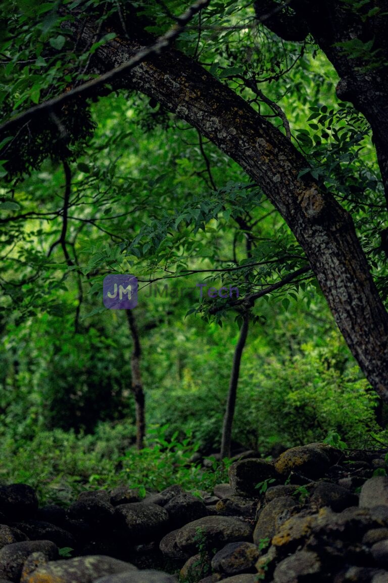Green Forest