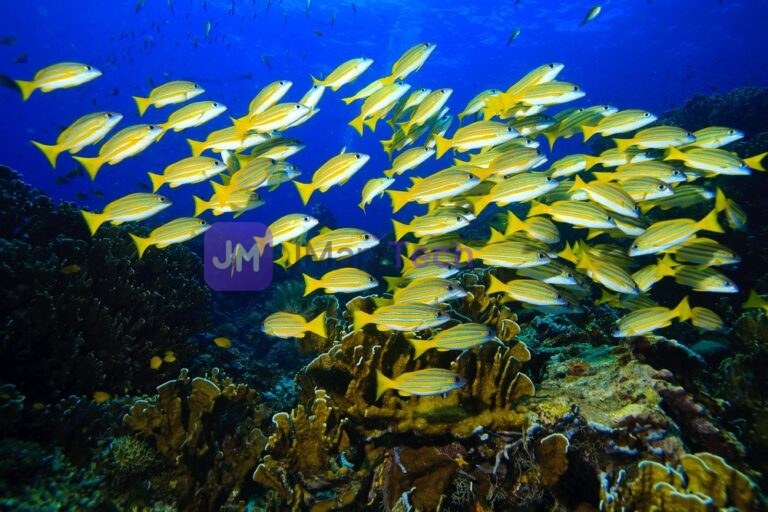 School of Fish