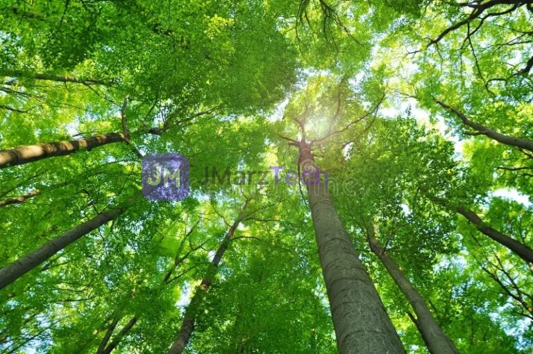 Sun beaming through green forest canopy
