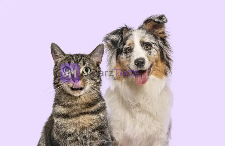 Dog and cat looking forward